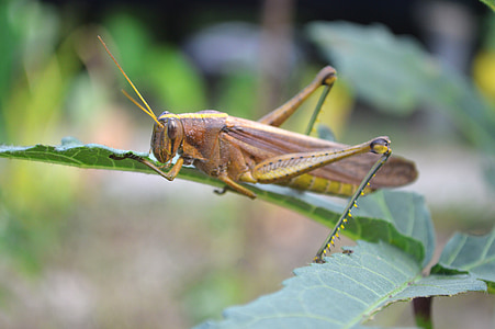 naturen, gräshoppa, Guyana