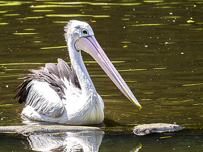 pelikan, bird, water bird, nature, animal, pelican, wildlife