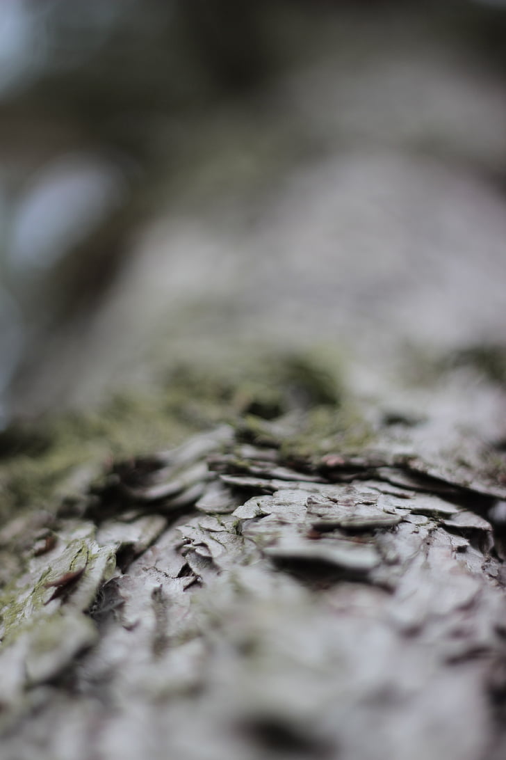 Tree bark, fyrretræ, træ, stammen, Log, natur, close-up
