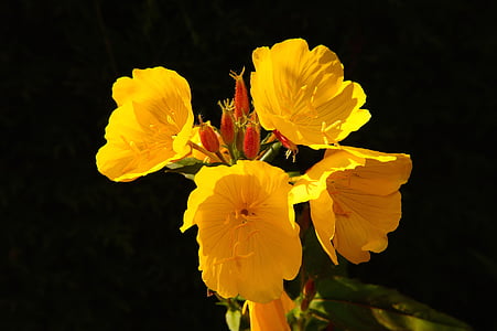 fiore, fiori, giallo, luminoso, chiudere, pianta, giardino