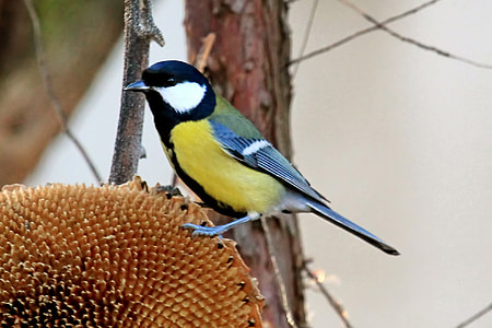 ptica, modra tit, Tit, ptica pevka, perje, Wildlife photography, iskanje hrane