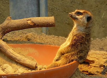 meerkat, 동물원, 동물, 동물, 자연, 동물의 세계, 모피