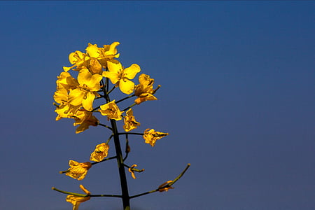 sennepsblomst, plant, sky, yellow, nature, tree, branch