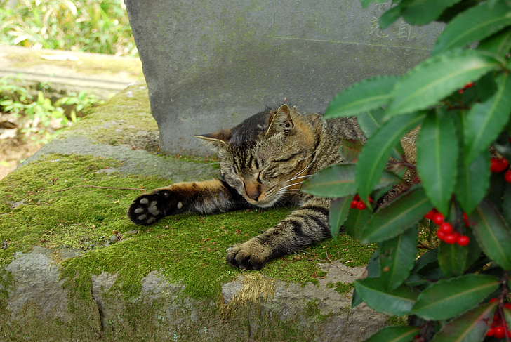 chat, sommeil, Kawagoe, jardin, chat domestique, animal, animaux de compagnie