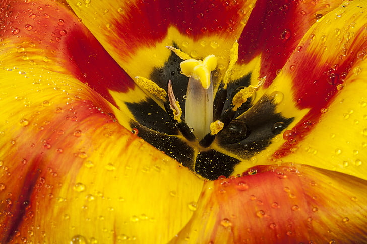 Tulip, abrir, flor, floración, primavera, flor, planta