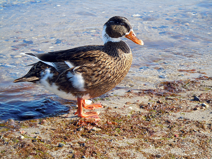 duck, beach, water bird