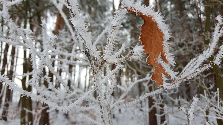 zimné, ľad, inovať, mrazivé, za studena, sneh, strom