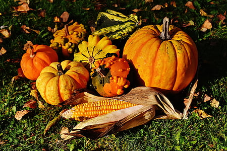 abóboras, abóboras decorativas, natureza, Outono, decoração, colorido, produtos hortícolas