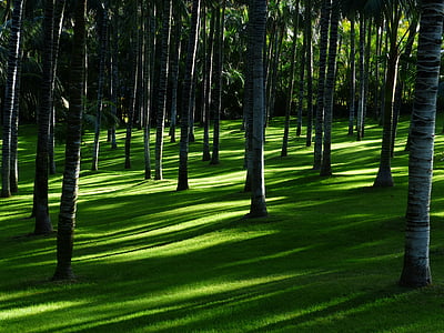 herbe, nature, ombres, arbres