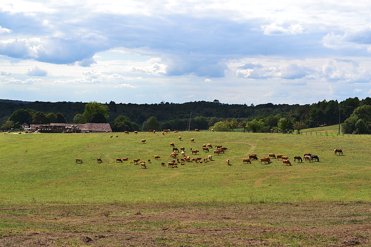 velden, kudde, koeien, paarden, veld, boerderij, landbouw