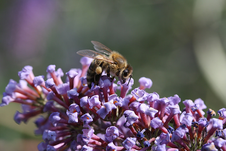 μέλισσα, άνθος, άνθιση, λουλούδι, Κλείστε, έντομο, μακροεντολή