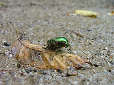 kumbang, dedaunan, aurata, Hor valley, Beech hg, hutan, alam
