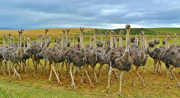avestruzes, aves, buquê, avestruz, animal, África, fotografia da vida selvagem