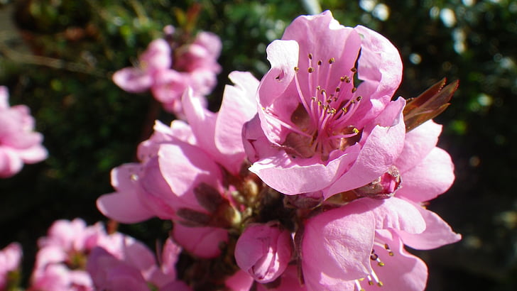 bunga, merah muda, Nektarin, musim semi, berbunga, alam, Taman