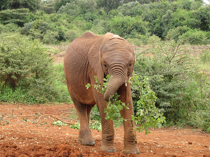 Слоненок, Кения, Африка, Дикая природа, животное, млекопитающее, Природа
