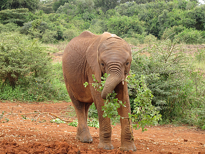 бебе слон, Кения, Африка, дива природа, животните, бозайник, природата