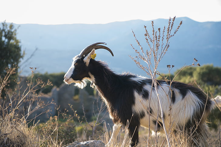 Korsikos ožkų, gyvūnų, jūra