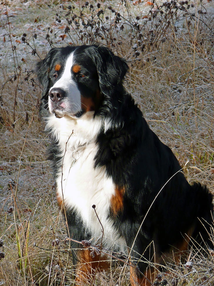 Berner sennenhund, con chó, răng nanh, vật nuôi, động vật, Bernese mountain dog, vật nuôi
