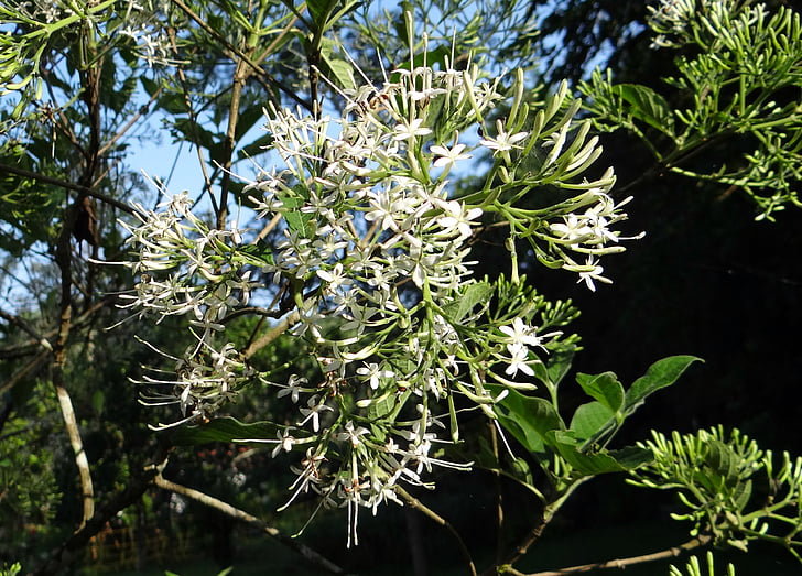 indické Pavettu, Pavettu indica, Rubiaceae, Ixora Pavettu, Ixora indica, Indie