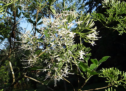 pavetta indiano, Pavetta indica, Rubiaceae, pavetta Ixora, indica di Ixora, India