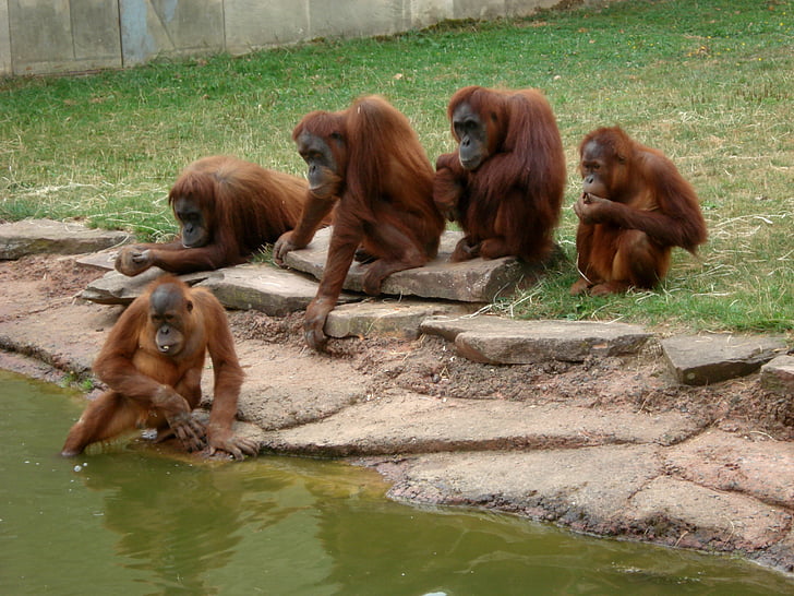 Zoo, opice, zvířata, monky, zábava, Orangutan
