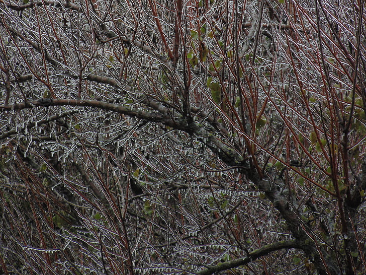 smrznute grane, drvo, jesen, ujutro