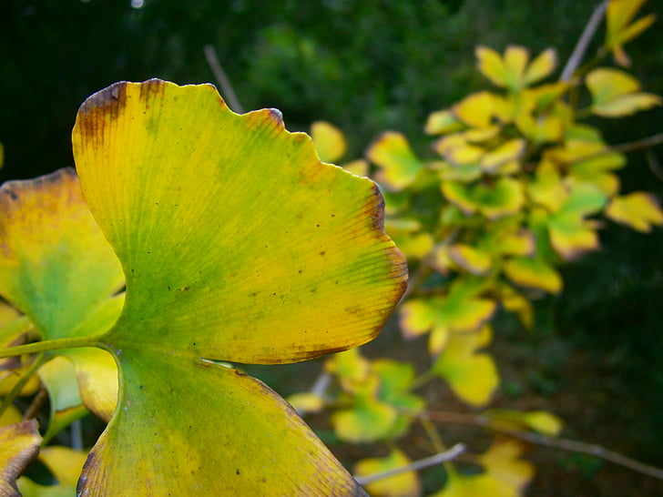 loof, groene bladeren, geel