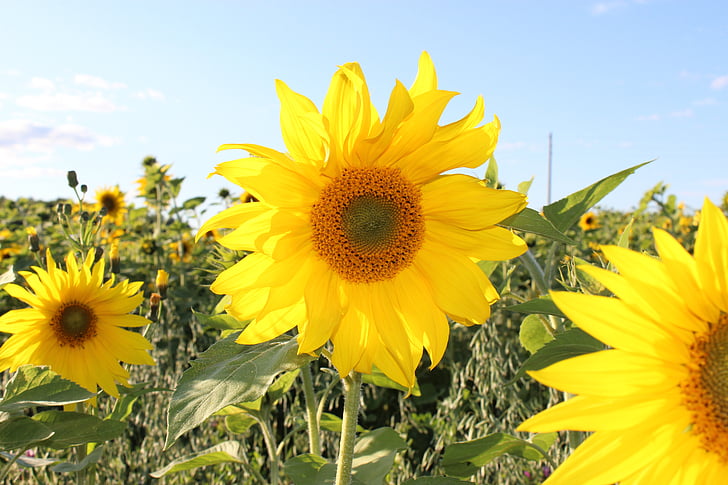해바라기, 노란색 꽃, 여름, 여름 꽃, 태양, 근접 촬영, 노란색