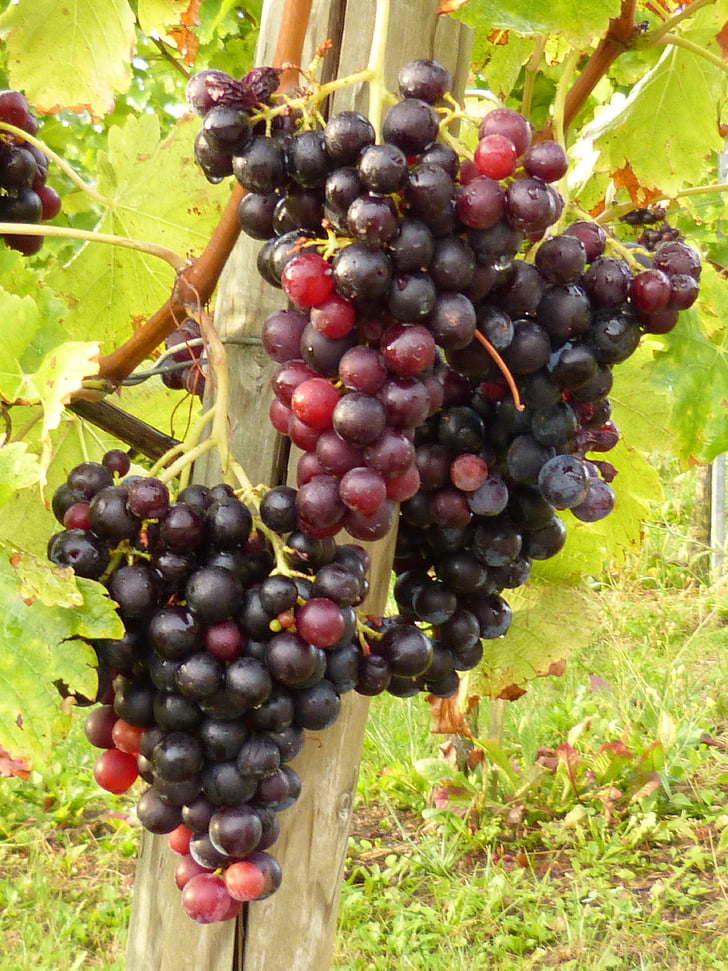 viiniköynnösten, viini, viinirypäleet, Vineyard, hedelmät