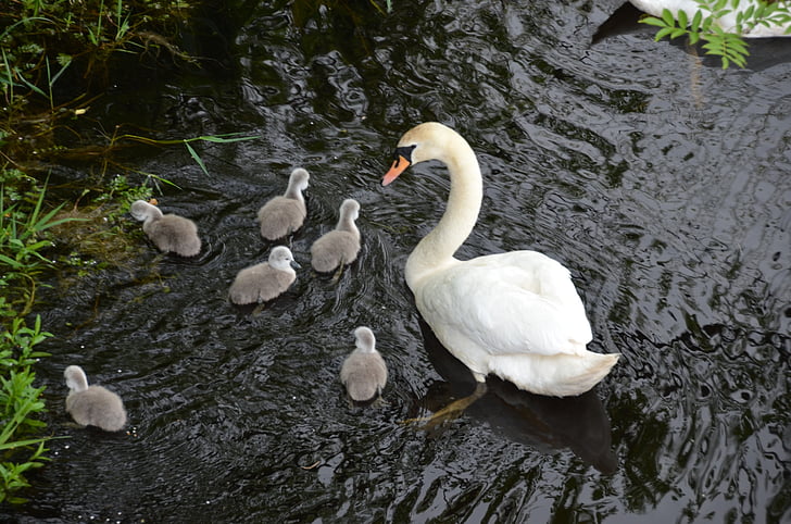 labud, pilići, bijeli, slatka, labudovi, vode, obitelj