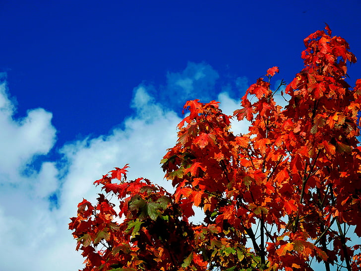 liść klonu, liście bukowe, Barwne listowie, świeżo spadł, jesienią liście, jesień, pozostawia