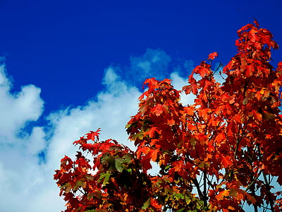 foglia di acero, foglie di faggio, foglie colorate, appena caduto, fogli di caduta, autunno, foglie