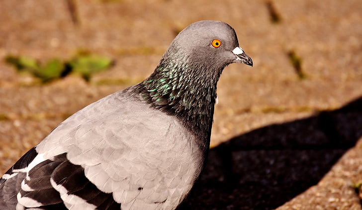 city pigeon, foraging, dove, bird, feather, nature, fly