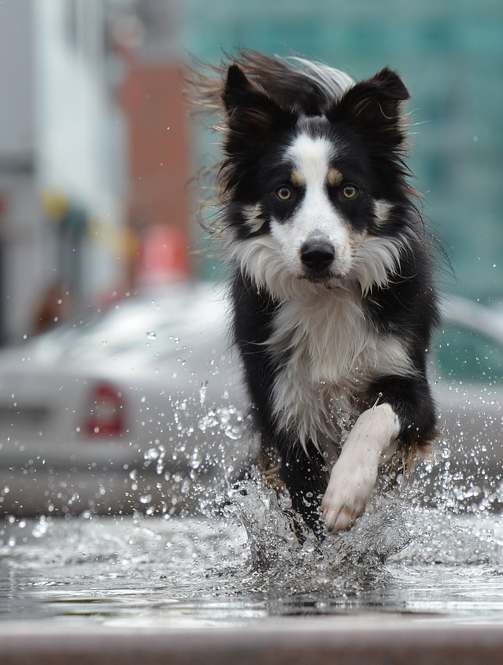 border collie, fountain, city, water, fountain city, old town, running dog