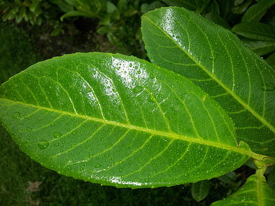 plant, leaf, leaves, rain, water, droplets, weather