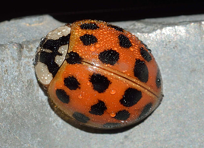 ladybug, insects, harmonia, axyridis