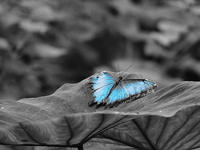 蝶, 黒と白, 昆虫, 空蝶, 蝶 - 昆虫, 自然, 動物の翼