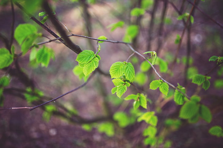 young, little, leaf, leaves, green, ecology, spring
