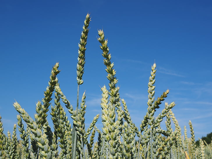 espiga de trigo, campo de trigo, trigo, cereais, orelha, grão, campo de milho