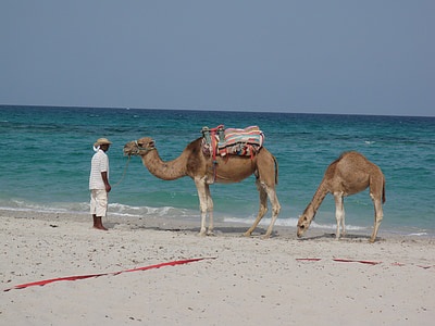 单峰骆驼, 马赫迪耶, 突尼斯, 海滩, 海, 天空, 地中海