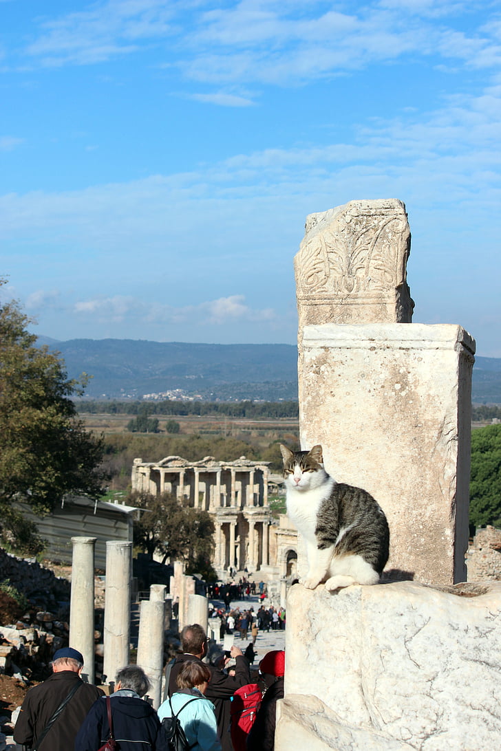 kočka, Turecko, Efesu