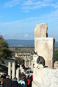 mačka, Turecko, Ephesus