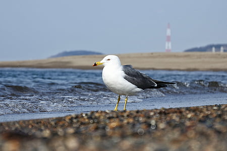 hewan, laut, Pantai, gelombang, Sea gull, burung laut, hewan liar