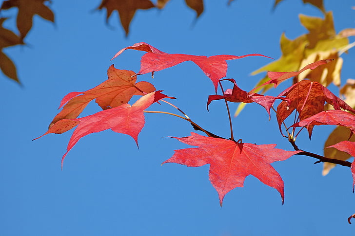 dedaunan, alam, musim gugur, daun, kontras, warna, merah