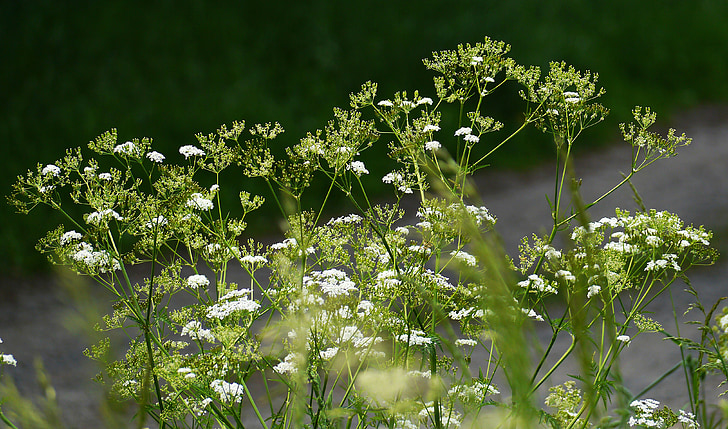 Giersch, Geissfuss, umbela, flor, floración, Blanco, doldiger doble polen