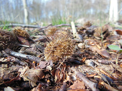 Fagus sylvatica, seme, foresta, pavimento della foresta, spinosi, pelosi, foglie morte