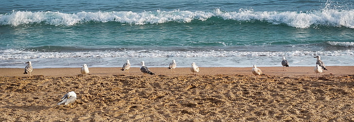 gulls, sea, landscape, coast, seevogel, bird, water