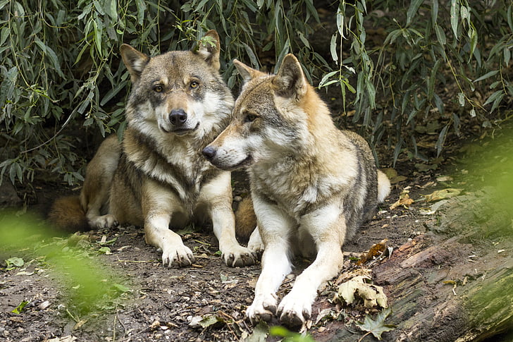 wolf, canis lupus, european wolf, predator, pack, two wolves, dormant