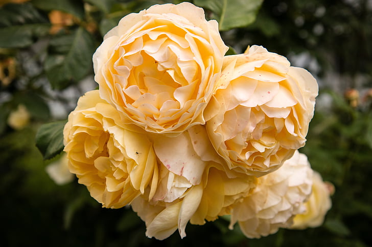 Роза, цвете, флора, жълто, на открито, едър план, Роза - цвете