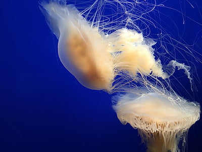 medúzy, Monterey bay aquarium, modrá, pod vodou, morský život, jedno zviera, zvieracie motívy